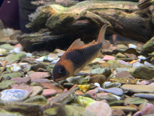 Corydoras Eques