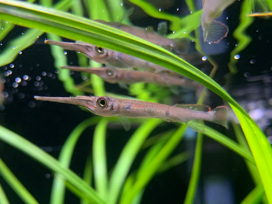 3 Spot Halfbeak