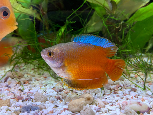 Dwarf Gourami (Red)