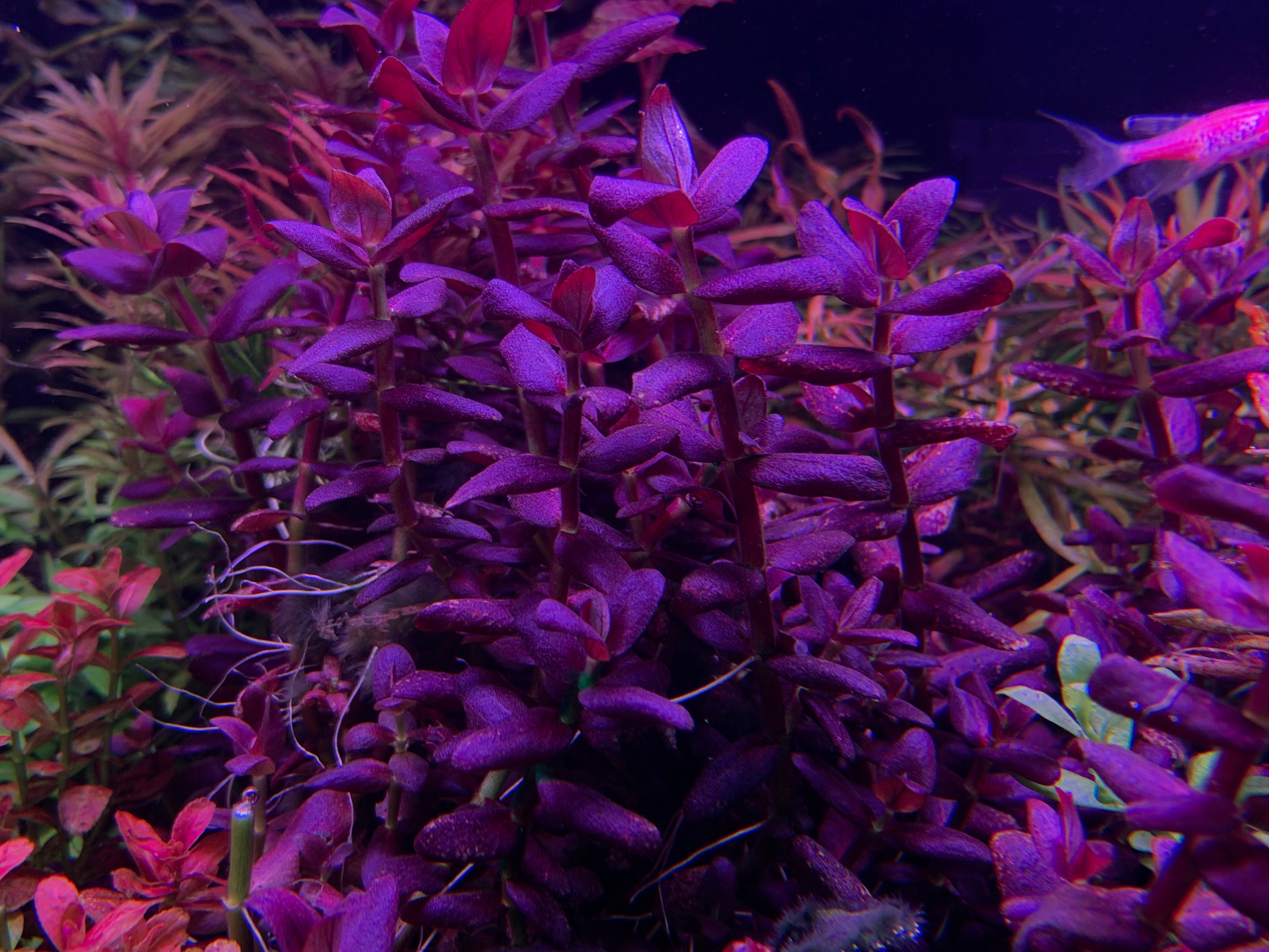 Bacopa Salzmannii Purple