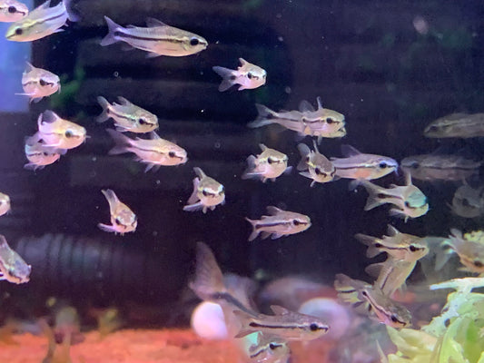 Corydoras Pygmaeus