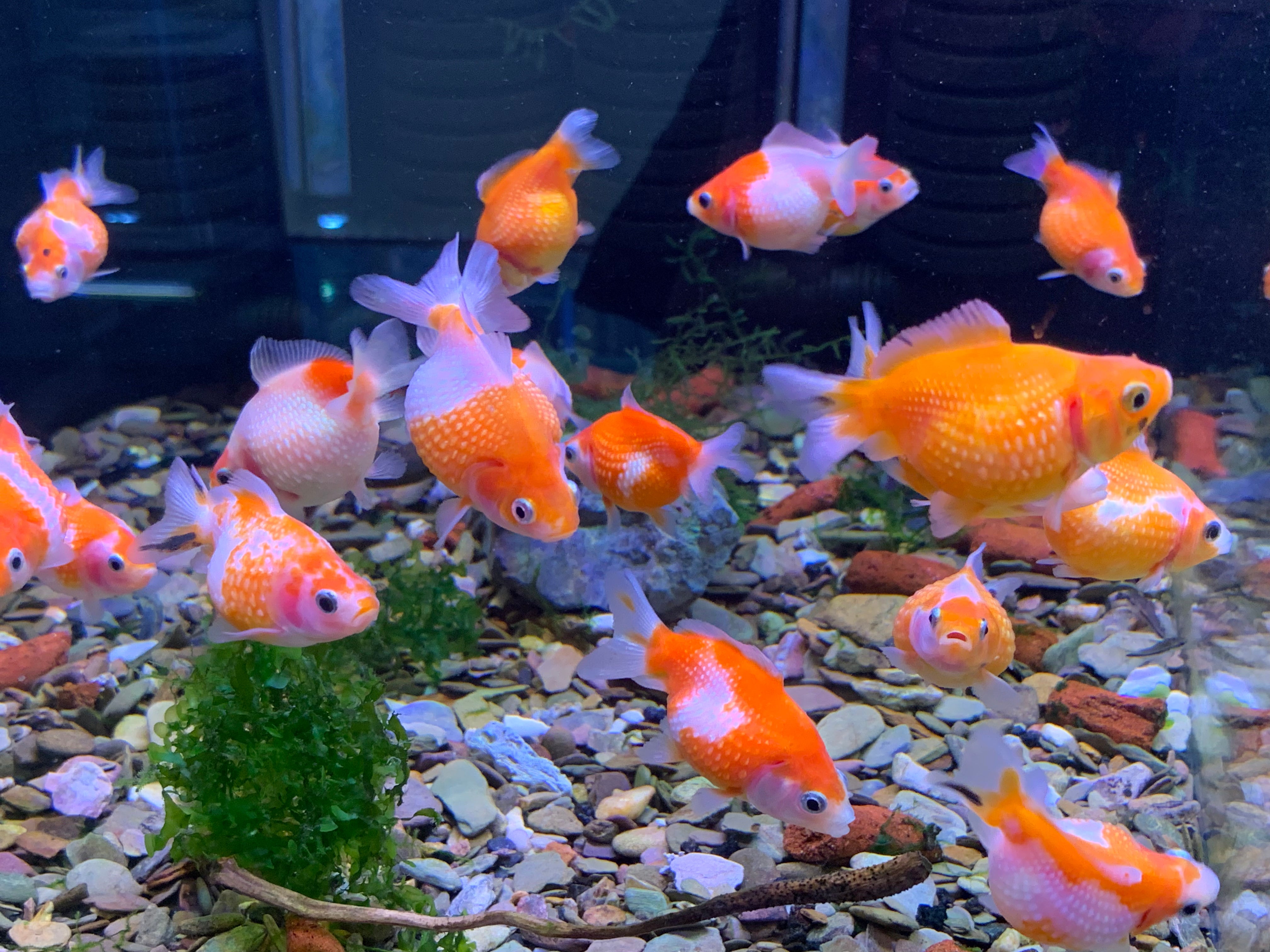 Pearl Scale Goldfish