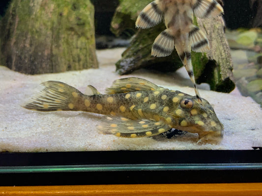 L201 Snowball Pleco