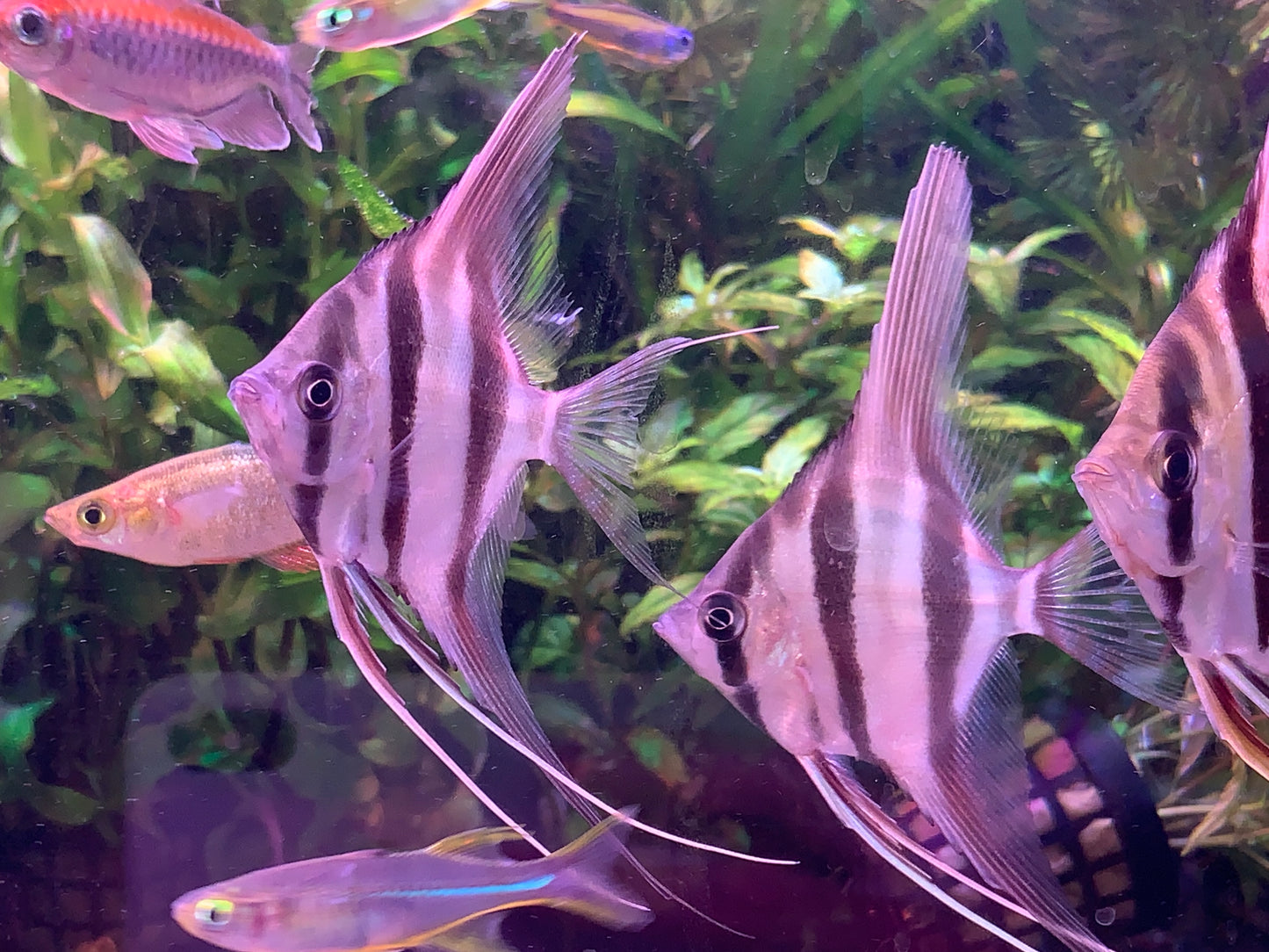 Altum Angelfish F1