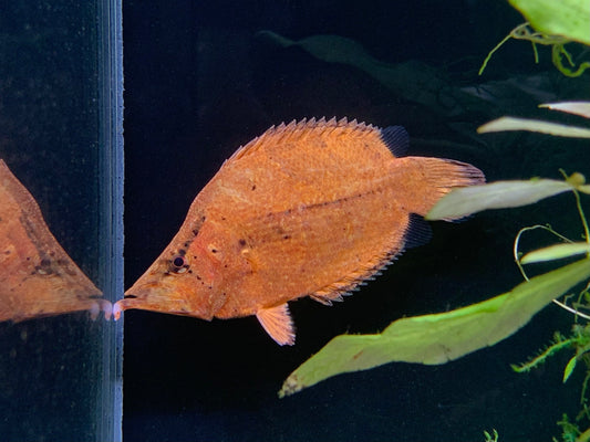 Amazon Leaf Fish