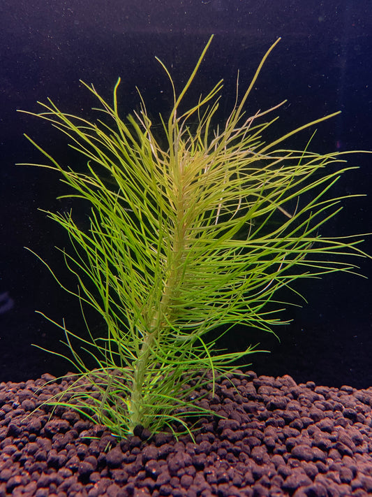 Pogostemon Erectus