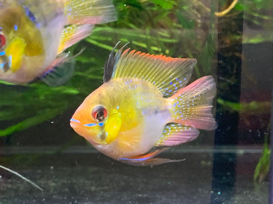 Balloon Holland Ram