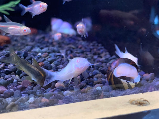 Albino Cory