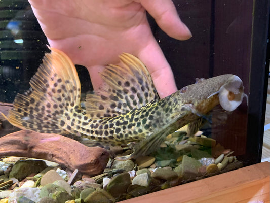 L273 Titanicus Pleco