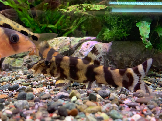 Tiger Loach