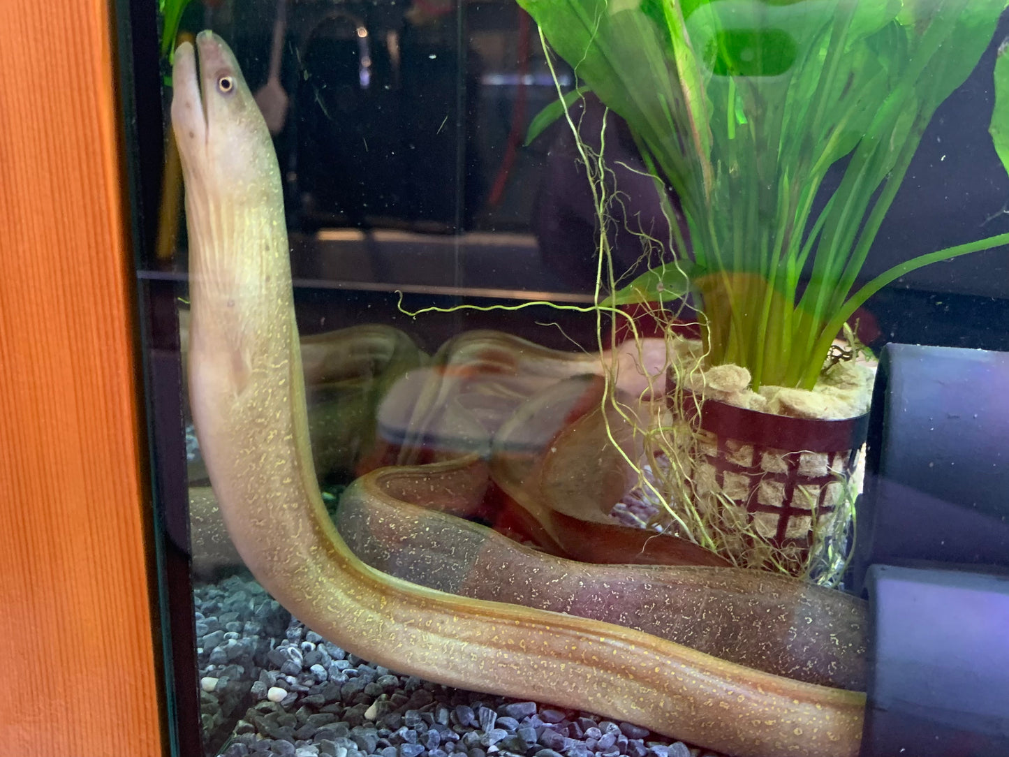 Moray Eel