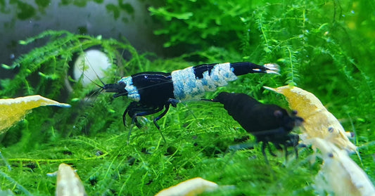 Black King Kong Shrimp