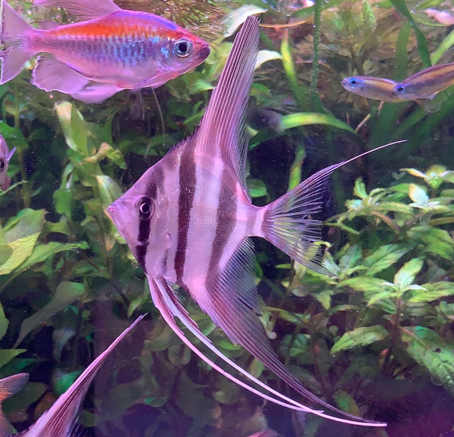 Altum Angelfish F1