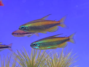 phenacogrammus aurantiacus (Blue eyed Congo Tetra)