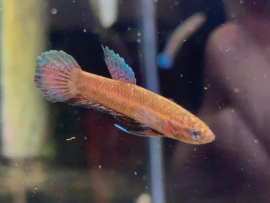 Betta Persephone