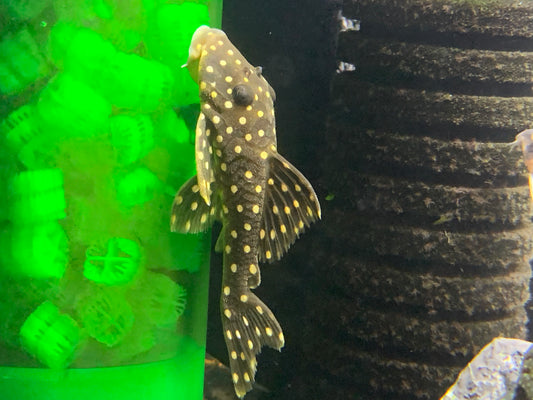 LDA 33 Snowball Pleco