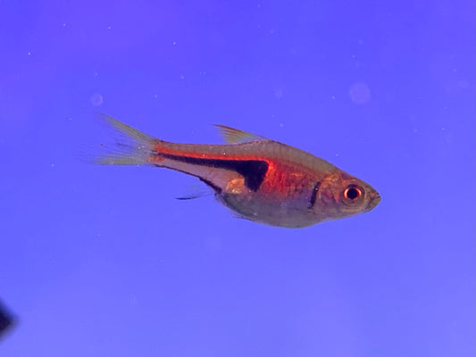 Espei Rasbora