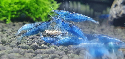 Blue Jelly Shrimp