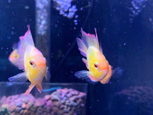 Golden Hollan Ram