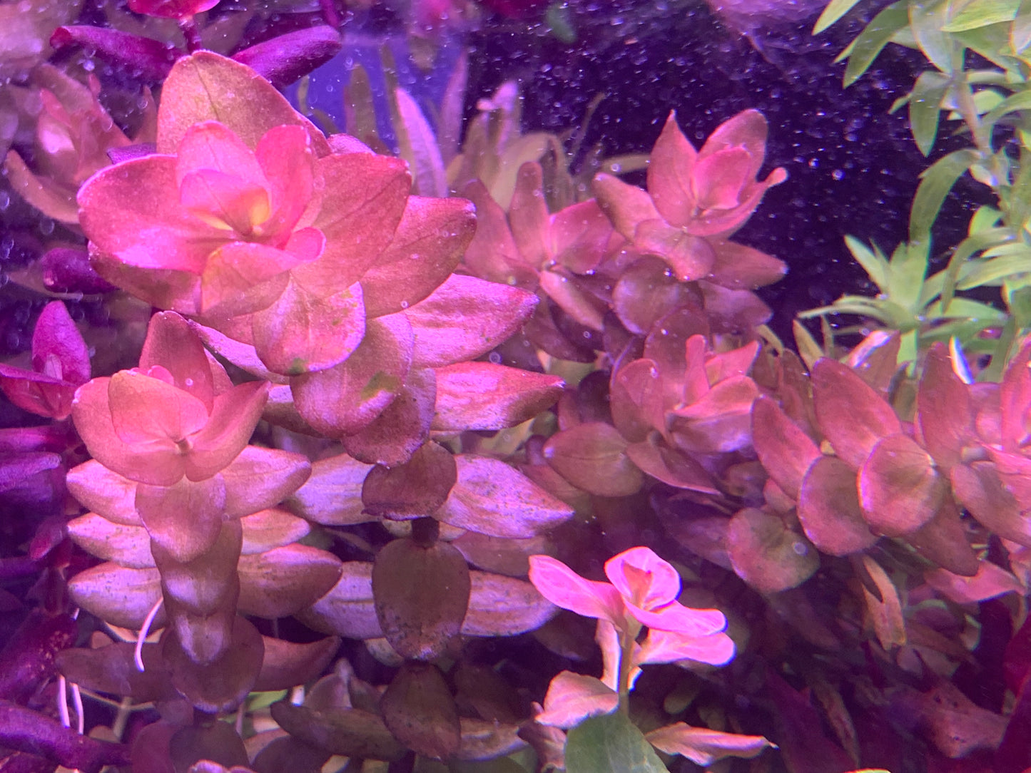 Bacopa Colorata