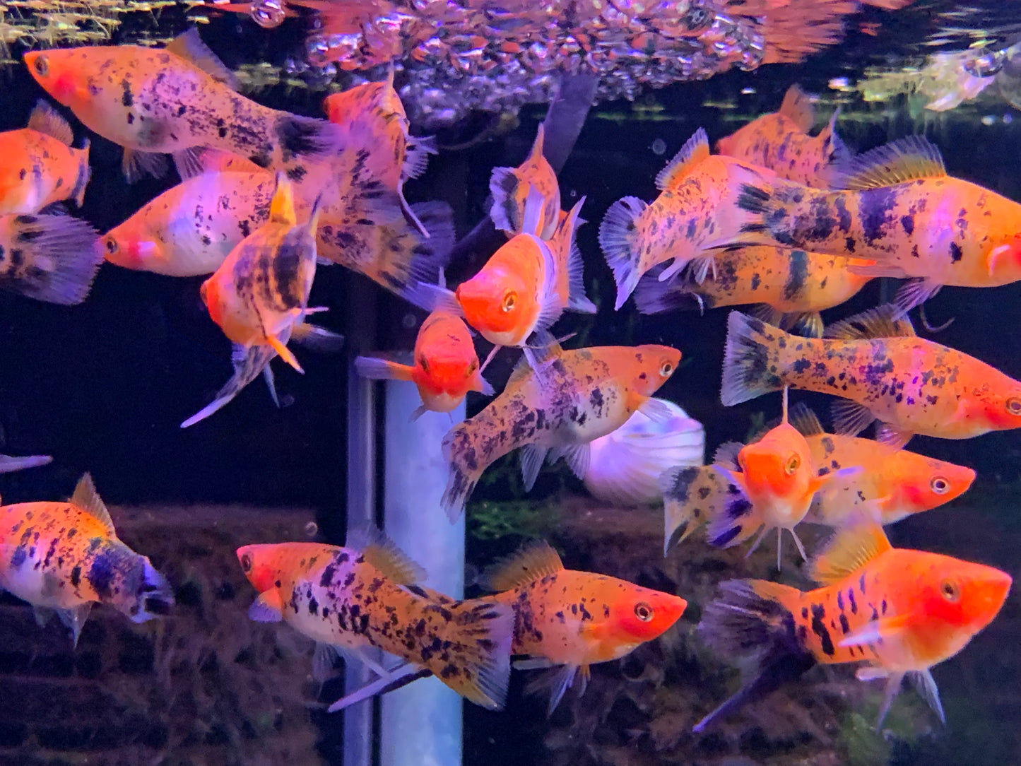 Tri-Color Swordtail