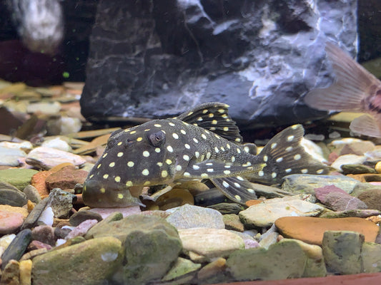 LDA 33 Snowball Pleco